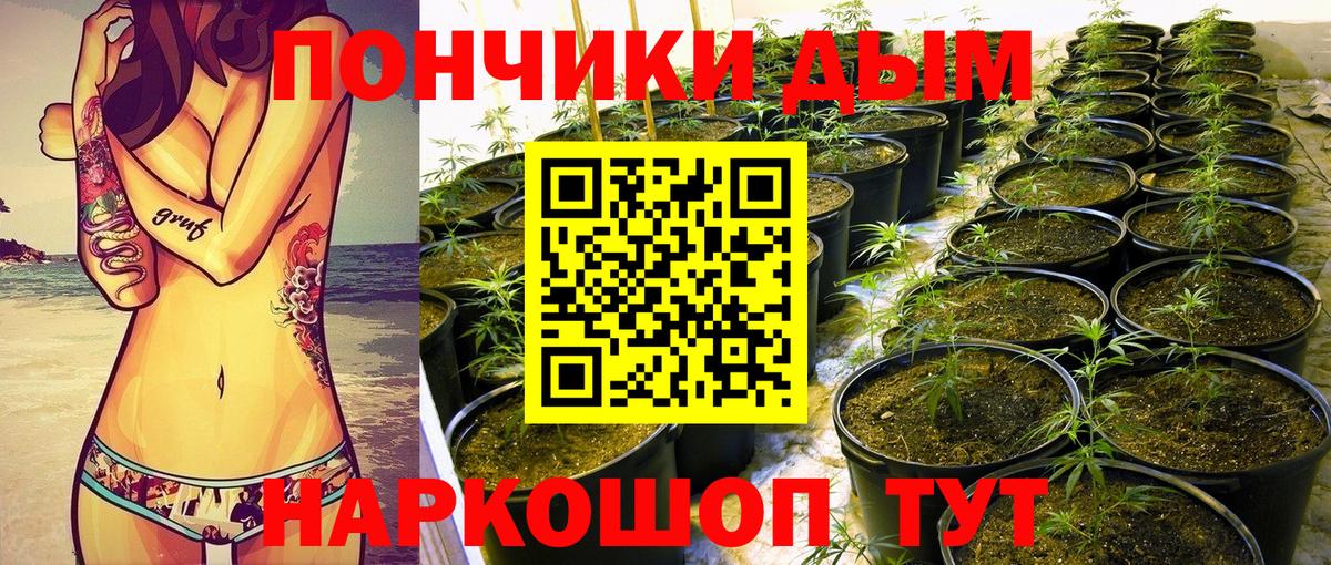 Бошки Шишки тримм  Каннабис план  Вход с VPN  Краснодар  Каннабис SATIVA & INDICA 